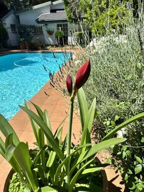 Garden flowers beside the swimming pool